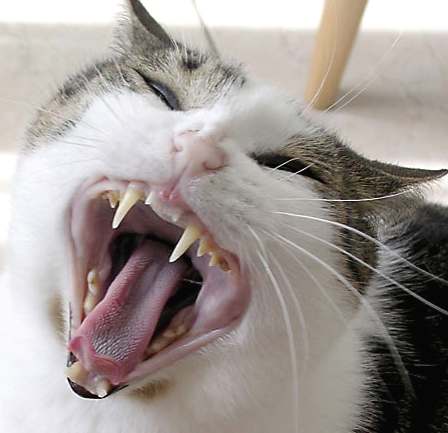 1286054892_cat_yawning_canine_teeth (448x433, 20Kb)