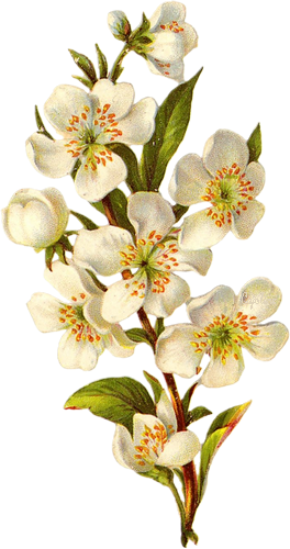 cajoline_vintageflowers3_8 (264x500, 222Kb)