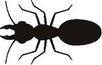  ant (233x150, 8Kb)