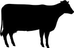  cow (300x196, 6Kb)