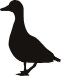  duck (244x300, 6Kb)
