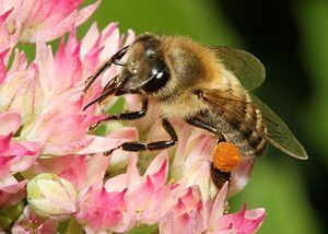 300px-Carnica_bee_on_sedum_telephium (300x214, 16Kb)