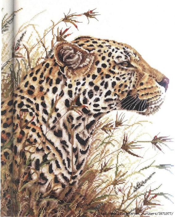 3971977_567800001065_Leopard_Safari_pic (567x700, 400Kb)