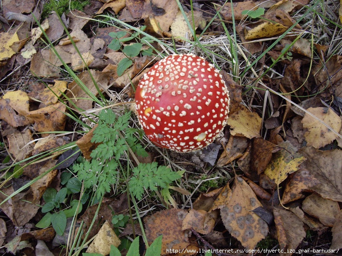 IMGP0406 (700x525, 391Kb)