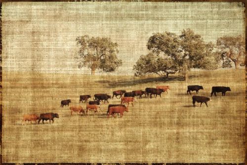 Cattle (500x333, 45Kb)