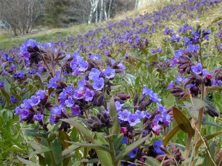 pulmonaria_mollis (320x240, 38Kb)