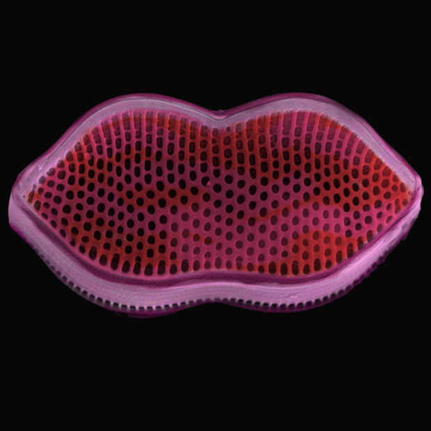 1 (620x620, 45Kb)