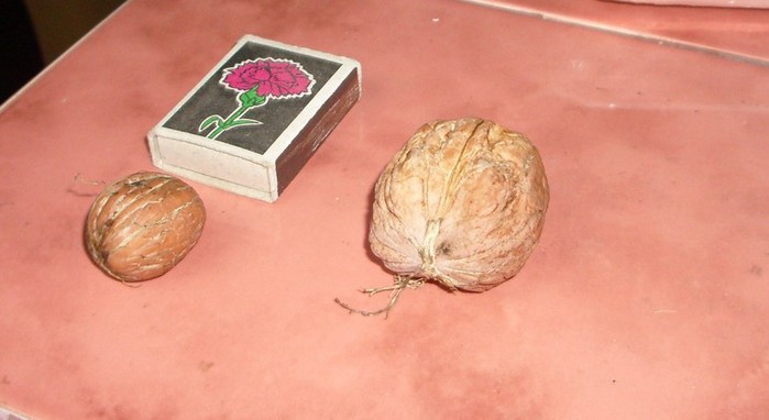 IMGP5760 (700x382, 46Kb)