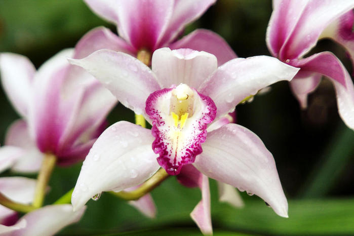 Orchids, Callaway Gardens, Georgia (700x466, 46Kb)