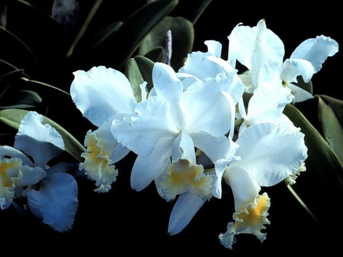 orhideya-katleya-1024 (700x525, 63Kb)