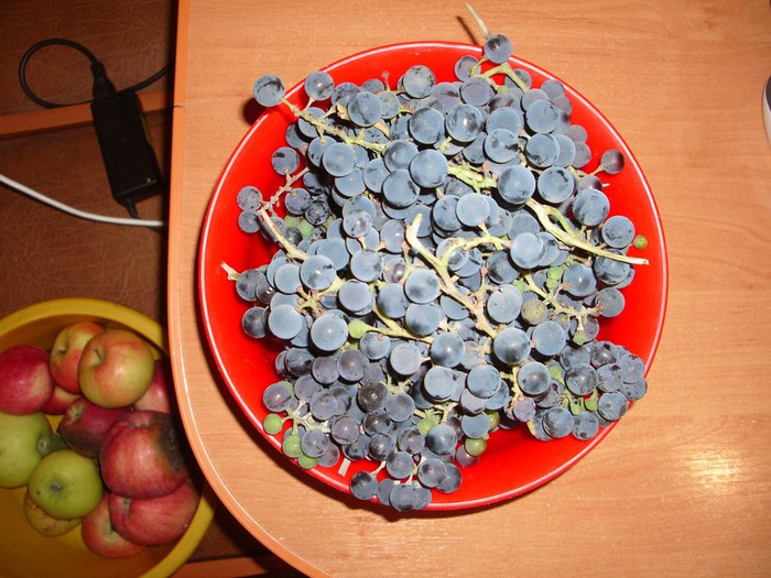 IMGP5763 (700x525, 131Kb)