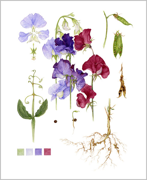 new_web_gall_sweet_peas_botanical_notes (490x600, 84Kb)