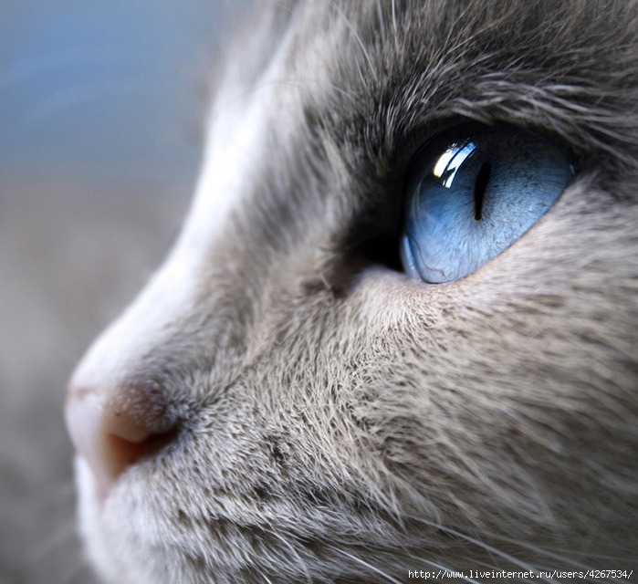 4267534_78700762_large_4267534_Blue_by_colors4mind (700x640, 251Kb)