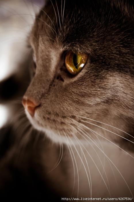 4267534_78700767_large_4267534_some_cat_by_4istaotdushid3gsbg7 (466x699, 215Kb)