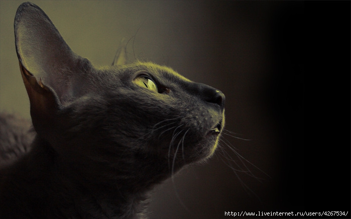 4267534_78700771_large_4267534_Cat_3_by_dblg (700x436, 123Kb)