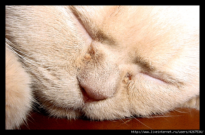 4267534_78700777_large_4267534_Cat_by_huetink (700x463, 325Kb)