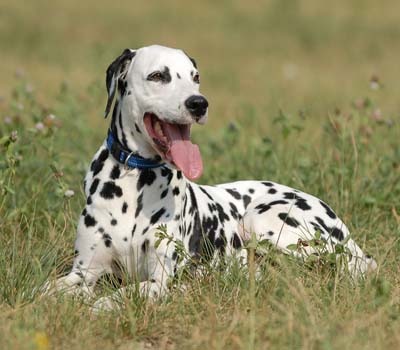 dalmatian-dog (400x350, 32Kb)