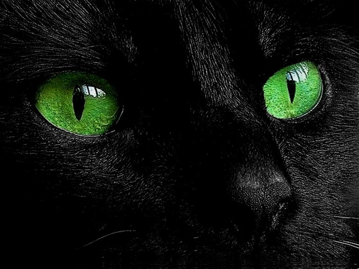 Черные кошки и коты. Обсуждение на LiveInternet - Российский Сервис  Онлайн-Дневников