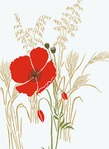  235-giant-poppy3-C17 (350x480, 33Kb)