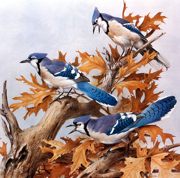 Blue Jays with Autumn Oak Leaves 1976 (700x690, 299Kb)