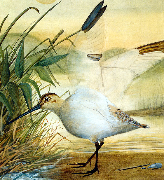 Incomplete watercolor of a Common Snipe 1920s (562x617, 156Kb)