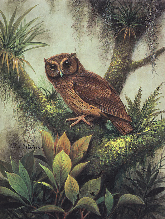 ory Peterson-Cinnamon Screech Owl (529x700, 226Kb)