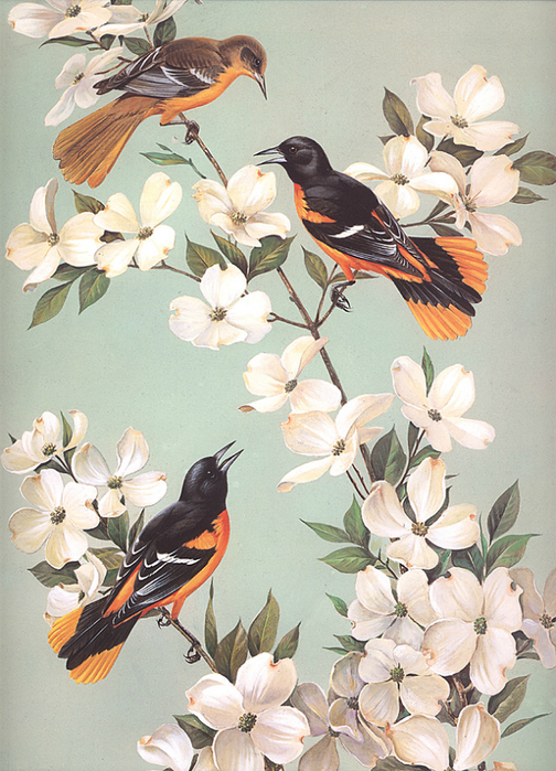 -Roger Tory Peterson-Baltimore Orioles in Flowering Dogwoo (504x700, 503Kb)