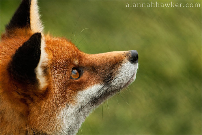 fox_02_by_alannahily-d37igi7 (700x467, 75Kb)