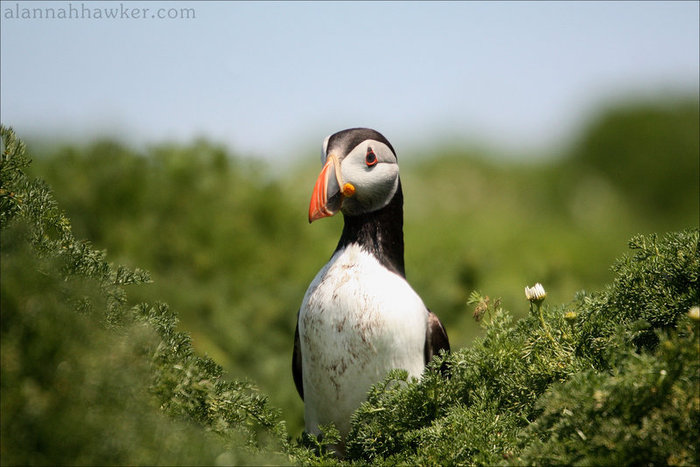 puffin_04_by_alannahily-d3710xm (700x467, 73Kb)