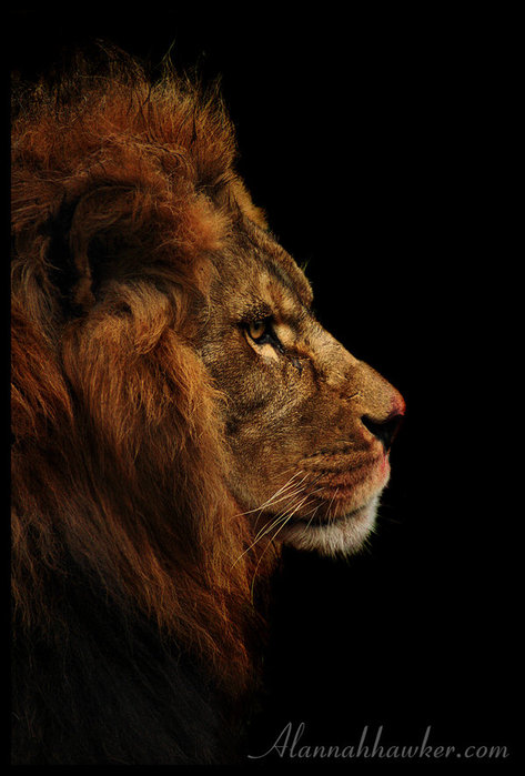 Lion__by_alannahILY (473x700, 67Kb)