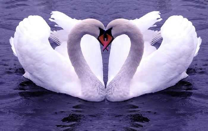 swan-1-(tomasha.com) (700x441, 45Kb)