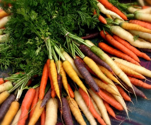 Organic Carrots (510x423, 87Kb)