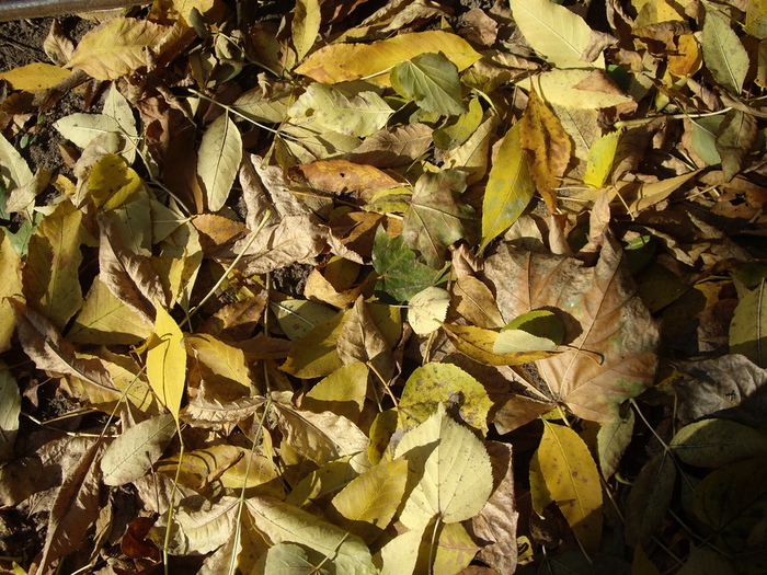 040 (700x525, 269Kb)