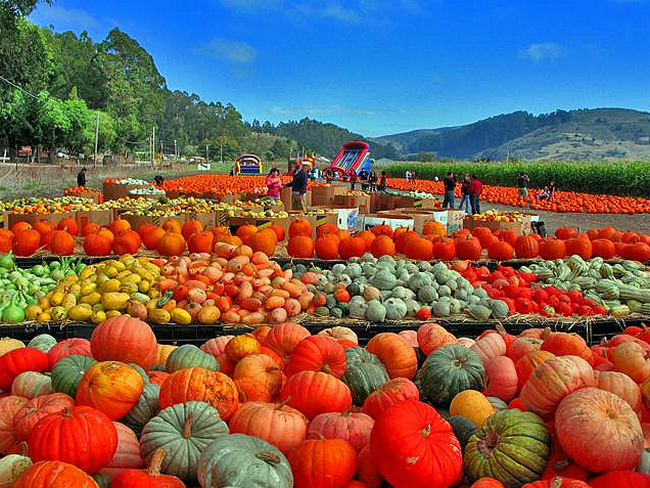 Colors of the Day - Pumpkin Festival  Flickr - Photo Sharing! (650x488, 827Kb)