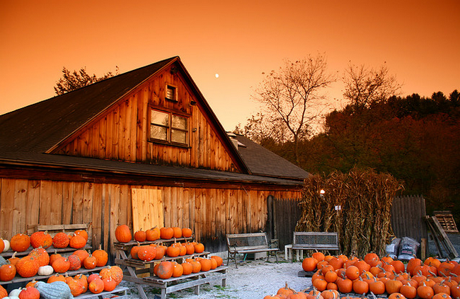 Pumpkins for Halloween  Flickr - Photo Sharing! (650x423, 640Kb)
