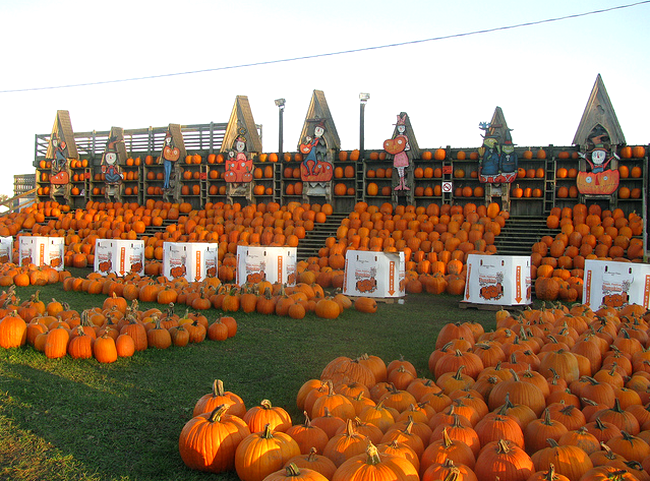 Pumpkins at  Flickr - Photo Sharing! (650x481, 637Kb)