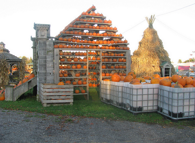 Pumpkin House  Flickr - Photo Sharing! (650x479, 646Kb)