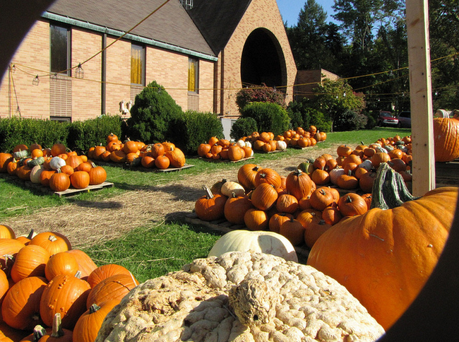 Pumpkin Patch, Wheeling WV  Flickr - Photo Sharing! (650x484, 871Kb)