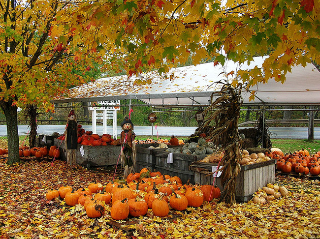 Scarecrows guard pumpkins at Matices Riverbank Farm Blenheim  Flickr - Photo Sharing! (650x486, 888Kb)