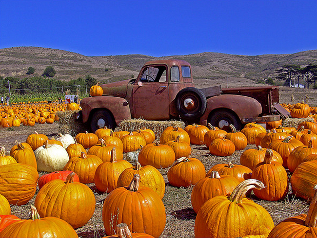 Truck in Pumpkins  Flickr - Photo Sharing! (650x489, 786Kb)
