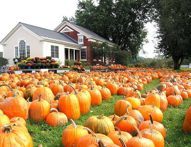 Pumpkins in the Winooski River Valley near Williston, Vermont  Flickr - Photo Sharing! (650x501, 851Kb)
