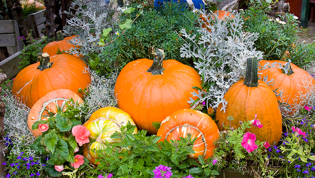 Pumpkins  Flickr - Photo Sharing! (650x368, 652Kb)