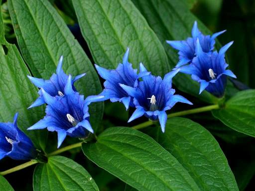 genziana[1] (512x384, 33Kb)