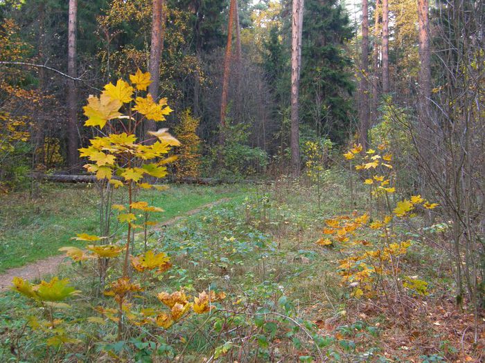 Фото закладки в лесу