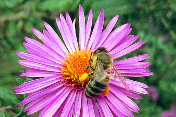 фото пчелы с пыльцой