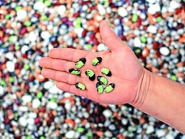 black_and_yellow_beans_in_hand (264x199, 60Kb)