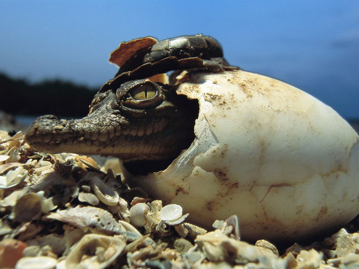 Crocodile Cracks Its Shell (700x525, 89Kb)