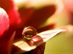 0-Close_up_waterdrop_on_flower_cb_37_aid (240x180, 14Kb)