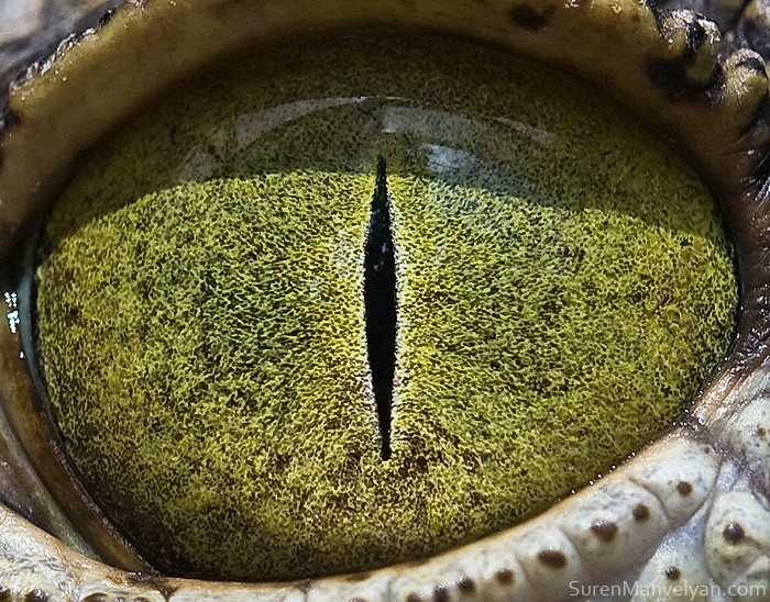 Nylus_crocodile_eye_2 (700x548, 181Kb)