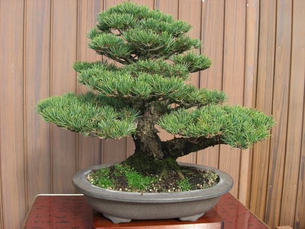 1306435115_kak-vyrastit-bonsai-1 (600x450, 69Kb)